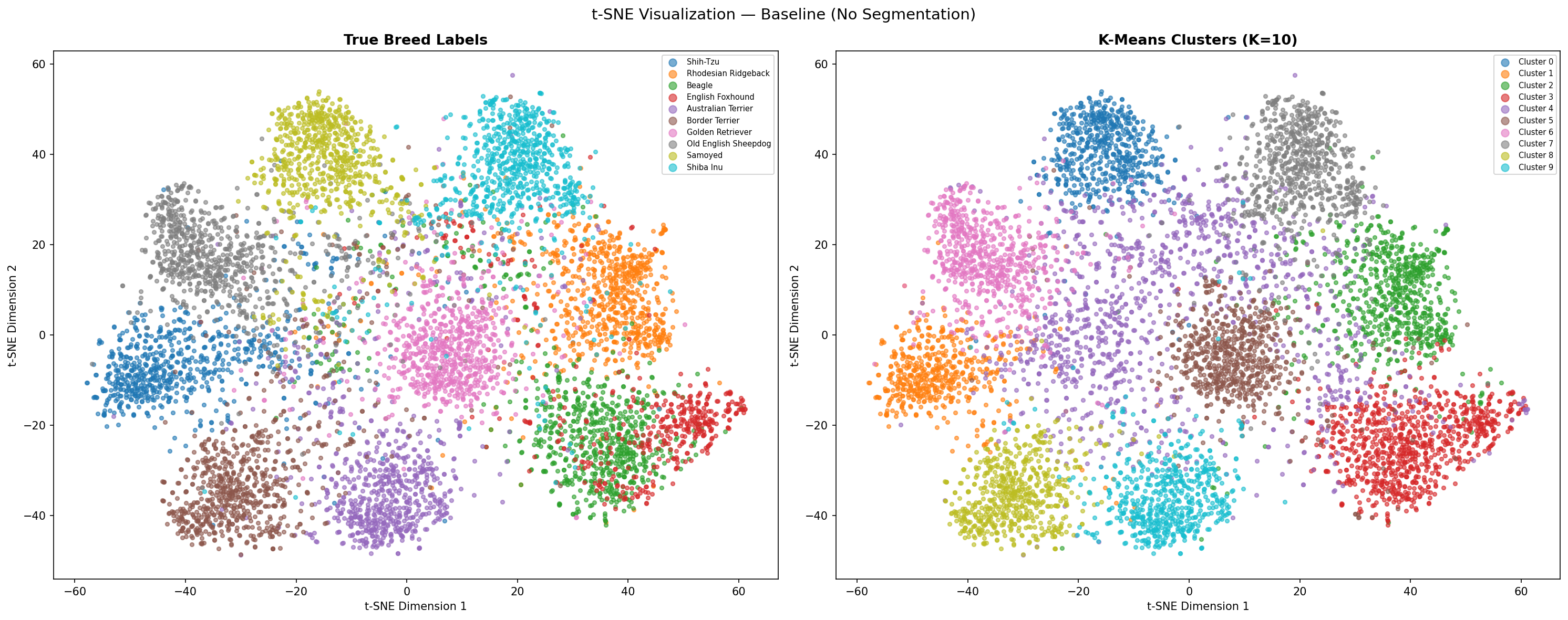 t-SNE visualization of ResNet 18 features on Imagewoof