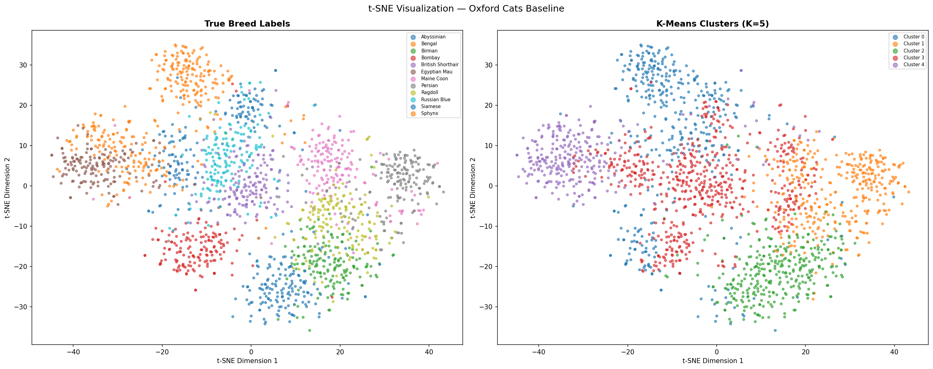 t-SNE visualization of ResNet 18 features on Oxford Cats